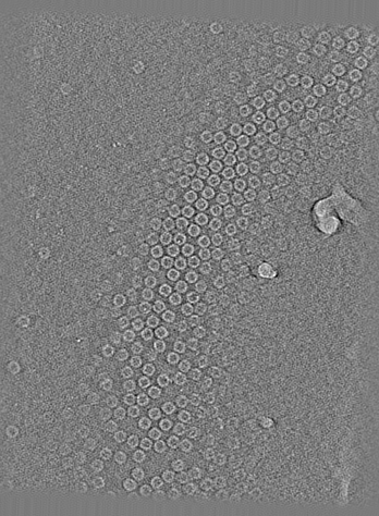 tomogram preview